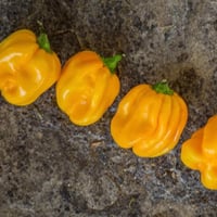 بذور فلفل حار هابانيرو الكاريبي الأصفر