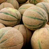 بذور شمام هجين f1 سويتي من Bio Zenith