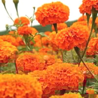 بذور زهرة ماري قولد برتقالي أفريقي ضخمة