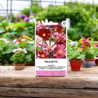 بذور زهرة كوزموس فيلووت Velouette