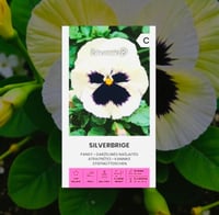 بذور زهرة البانسي (Viola x Wittrockiana) – Laura /...