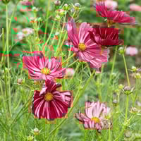 بذور زهرة كوزموس فيلووت Velouette