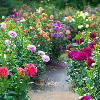 بذور خليط زهرة الداليا المزدوجة