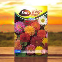 بذور خليط زهرة الداليا المزدوجة