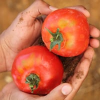 بذور طماطم Marion ماريون موروثة