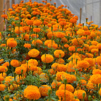 بذور زهرة ماري قولد برتقالي أفريقي ضخمة