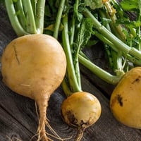 بذور لفت أصفر هجينة Oregon F1