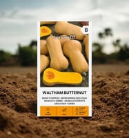 بذور القرع المسكي وولثم