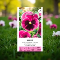 بذور زهرة البانسي (Viola x Wittrockiana) – Laura /...