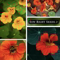 خليط بذور أزهار الكبوسين قابلة للأكل ( أبو خنجر )