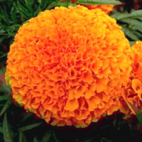 بذور زهرة ماري قولد برتقالي أفريقي ضخمة