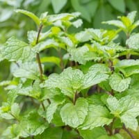 بذور نعناع فلفلي إيطالي