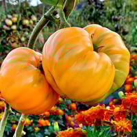 بذور طماطم Giant Belgium Yellow موروثة