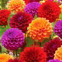 بذور خليط زهرة الداليا المزدوجة