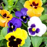 بذور زهرة البانسي (Viola x Wittrockiana) – Laura /...