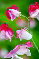 بذور زهرة البازلاء الحلوة sweet pea