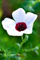 بذور زهرة لينيوم العيون المشرقة