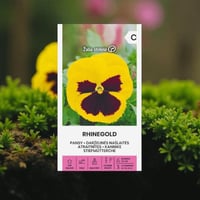 بذور زهرة البانسي (Viola x Wittrockiana) – Laura /...