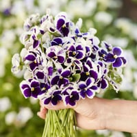 بذور زهرة البانسي (Viola x Wittrockiana) – Laura /...