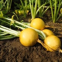 بذور لفت أصفر هجينة Oregon F1