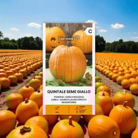 بذور قرع كوينتالي