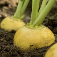 بذور لفت أصفر هجينة Oregon F1