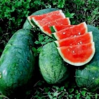 بذور بطيخ كونغو العملاق ( عضوي موروث )