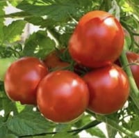 بذور طماطم Marion ماريون موروثة