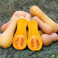 بذور القرع المسكي وولثم