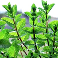 بذور النعناع الفلفلي