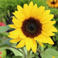 بذور دوار الشمس بامبينو القزمية