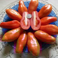 بذور طماطم سوسج ( السجق ) موروثة