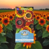 بذور زهرة دوار الشمس Evening Sun