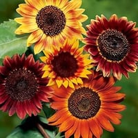 بذور زهرة دوار الشمس Evening Sun