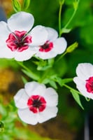 بذور زهرة لينيوم العيون المشرقة