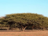 بذور شجرة السمر ( Acacia tortilis )