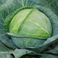 بذور ملفوف أخضر