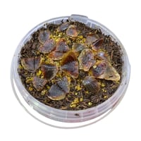 بخور جنوبي ( عرائسي ) ١ كيلو