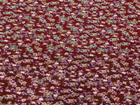 قماش بودرة مشجر ٣ متر عرضين