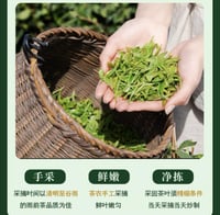 شاي أخضر جبلي 高山绿茶