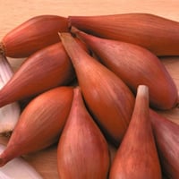 بذور بصل حساوي - Onion