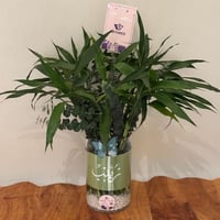 بامبو طبيعي في فازة زجاجية – هدية منزل مبارك - زيا...