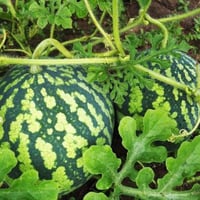 بذور البطيخ الكروي ( Citrullus lanatus )