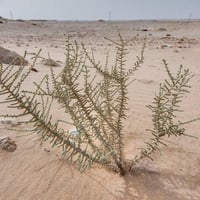 بذور شجيرة العراد الرعوية ( Salsola cyclophylla )