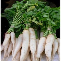 بذور نبات الفجل الابيض ( acanthiformis )