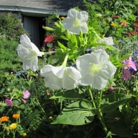 بذور زهرة شب الليل البيضاء - الساعة الرابعة ( Mira...