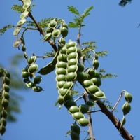 بذور شجرة القرض ( Acacia nilotica )