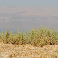 بذور شجيرة الشعران ( Anabasis setifera )