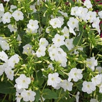 بذور زهرة شب الليل البيضاء - الساعة الرابعة ( Mira...