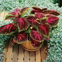 بذور زهرة السجاد ( Coleus Blume )
